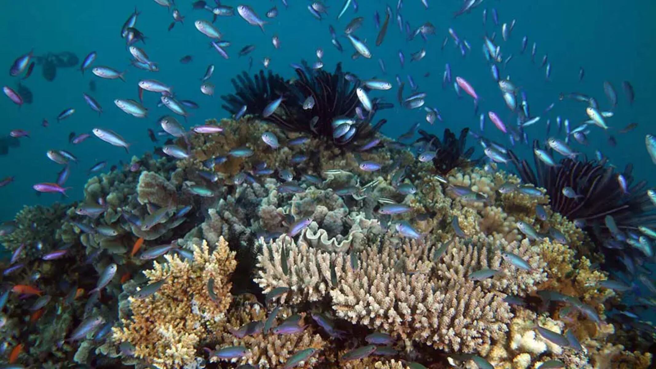 19-astounding-facts-about-ribbon-reefs