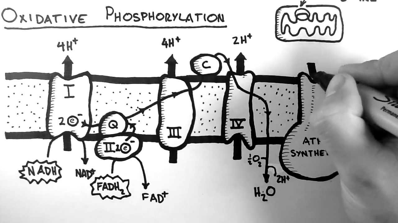 19-captivating-facts-about-oxidative-phosphorylation