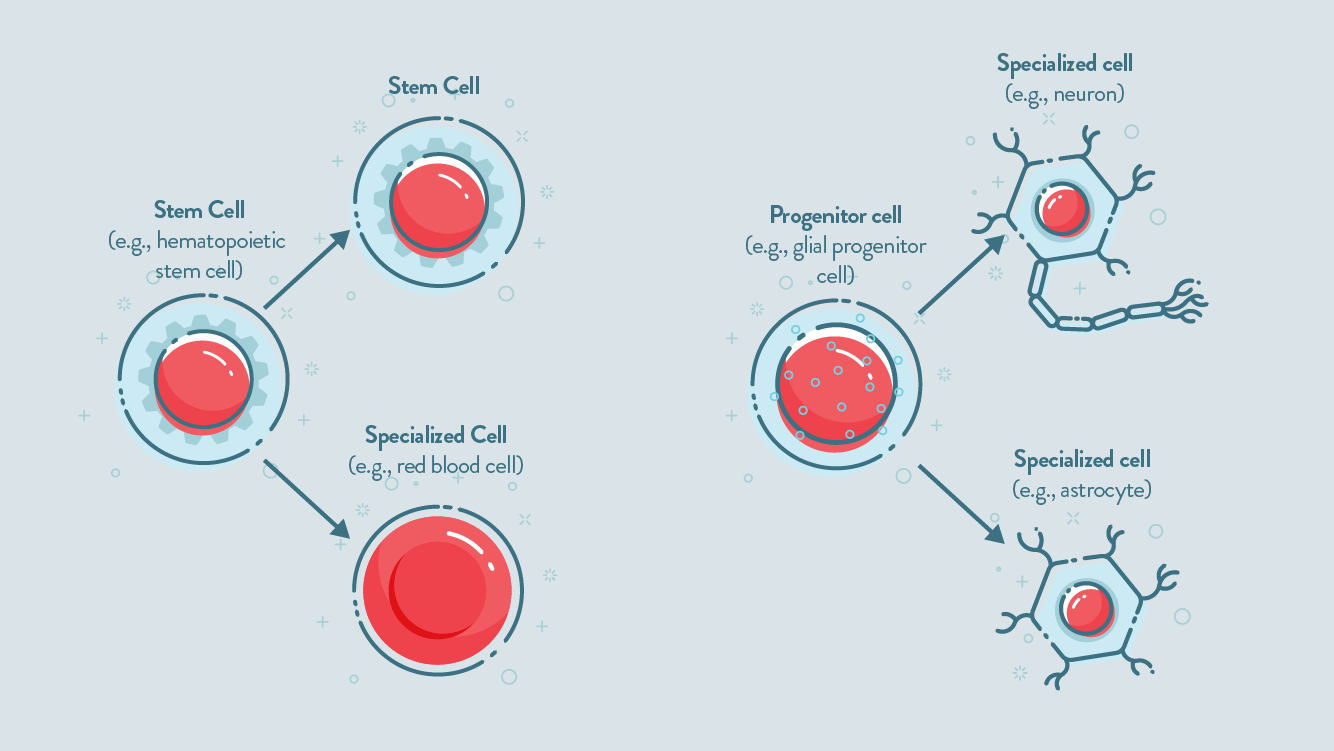 19-captivating-facts-about-progenitor-cells