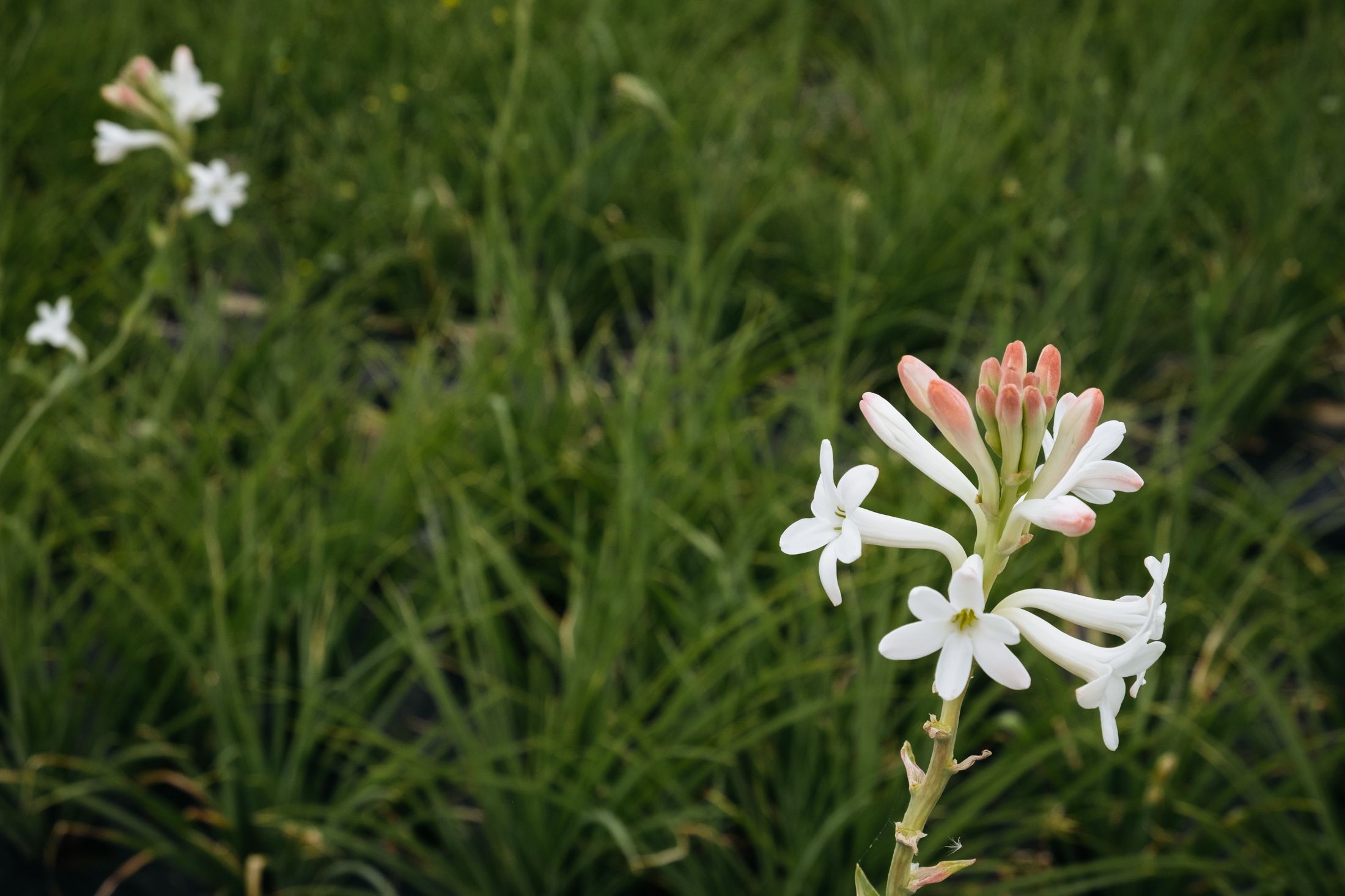 19-captivating-facts-about-tuberose