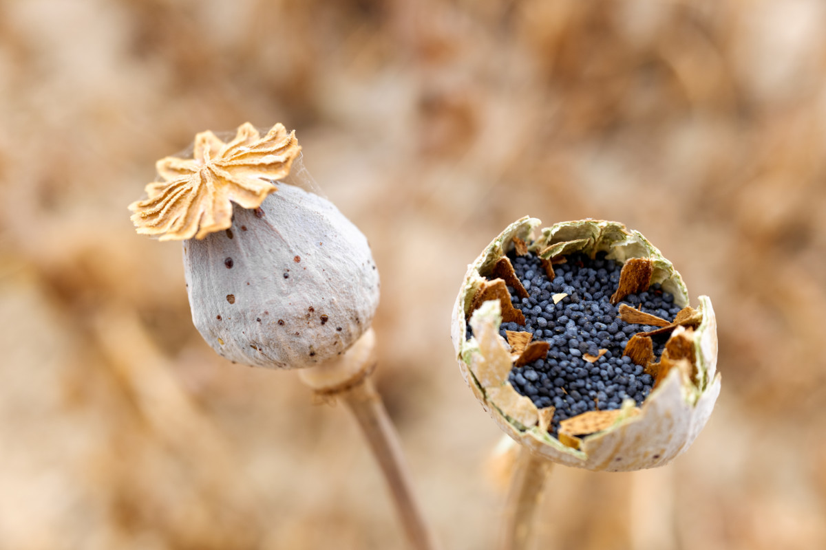 19-enigmatic-facts-about-breadseed-poppy