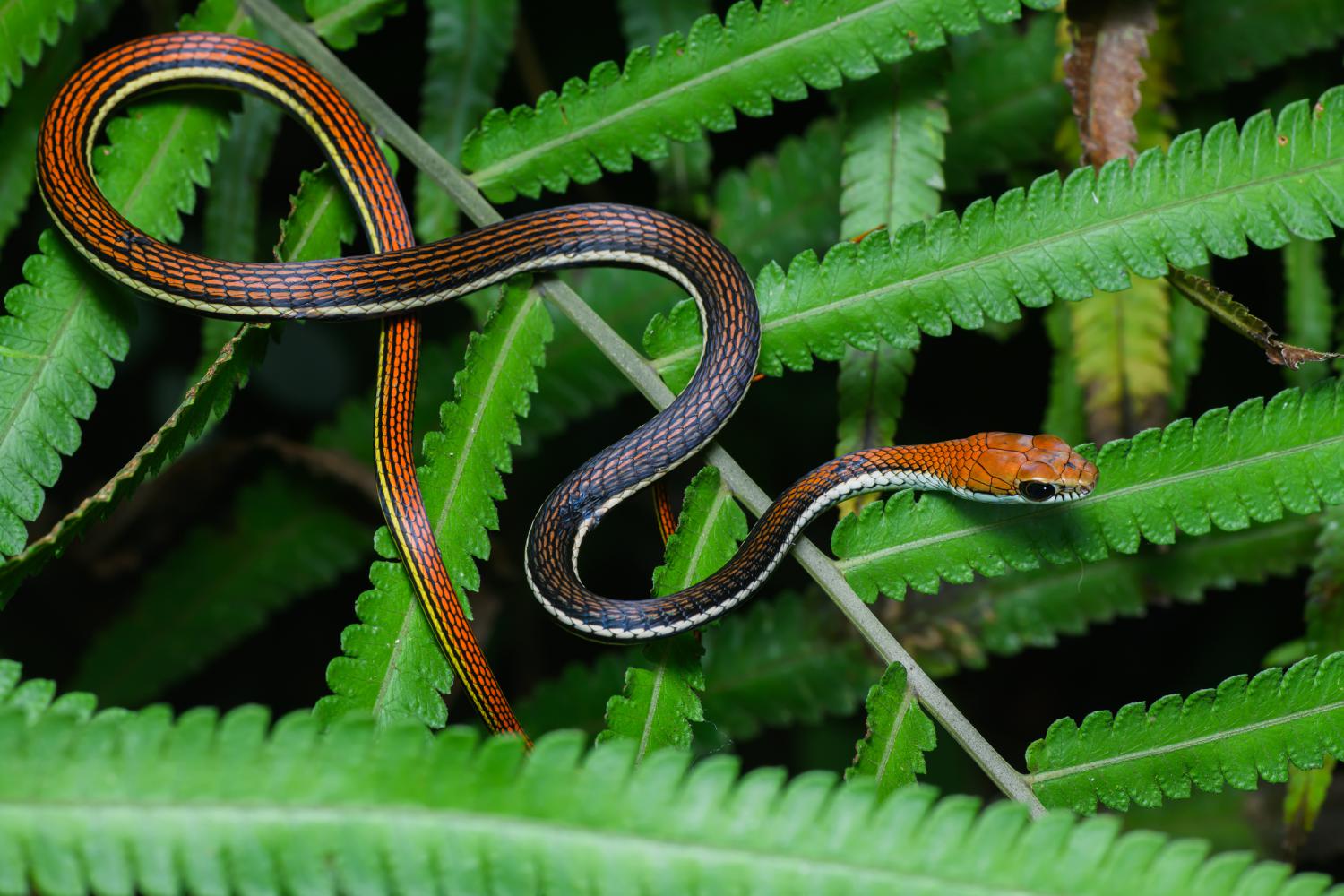 19-enigmatic-facts-about-striped-bronzeback