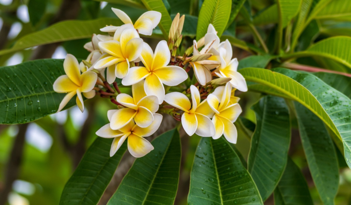 19-extraordinary-facts-about-frangipani