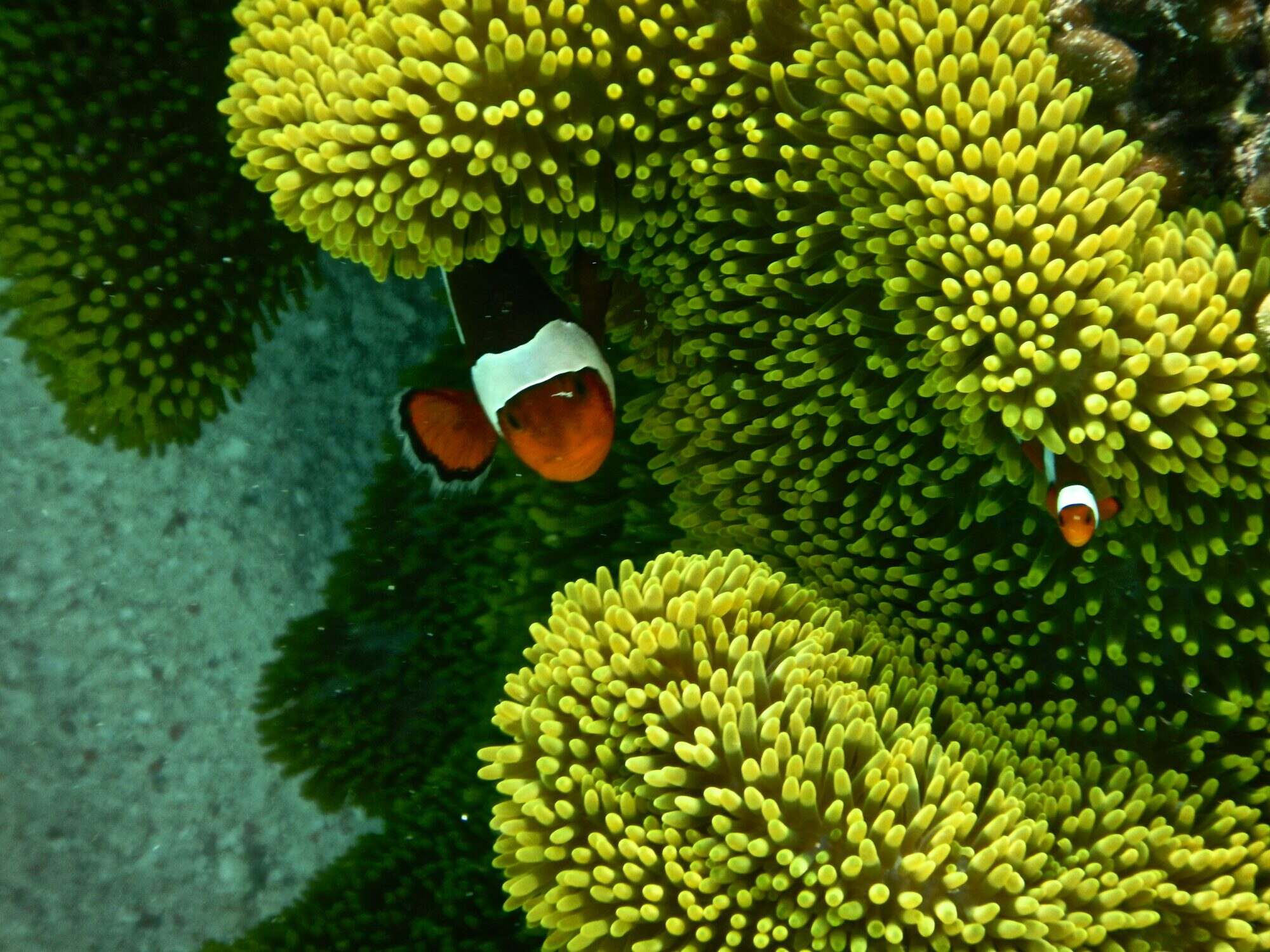 19-extraordinary-facts-about-komodo-island-reefs