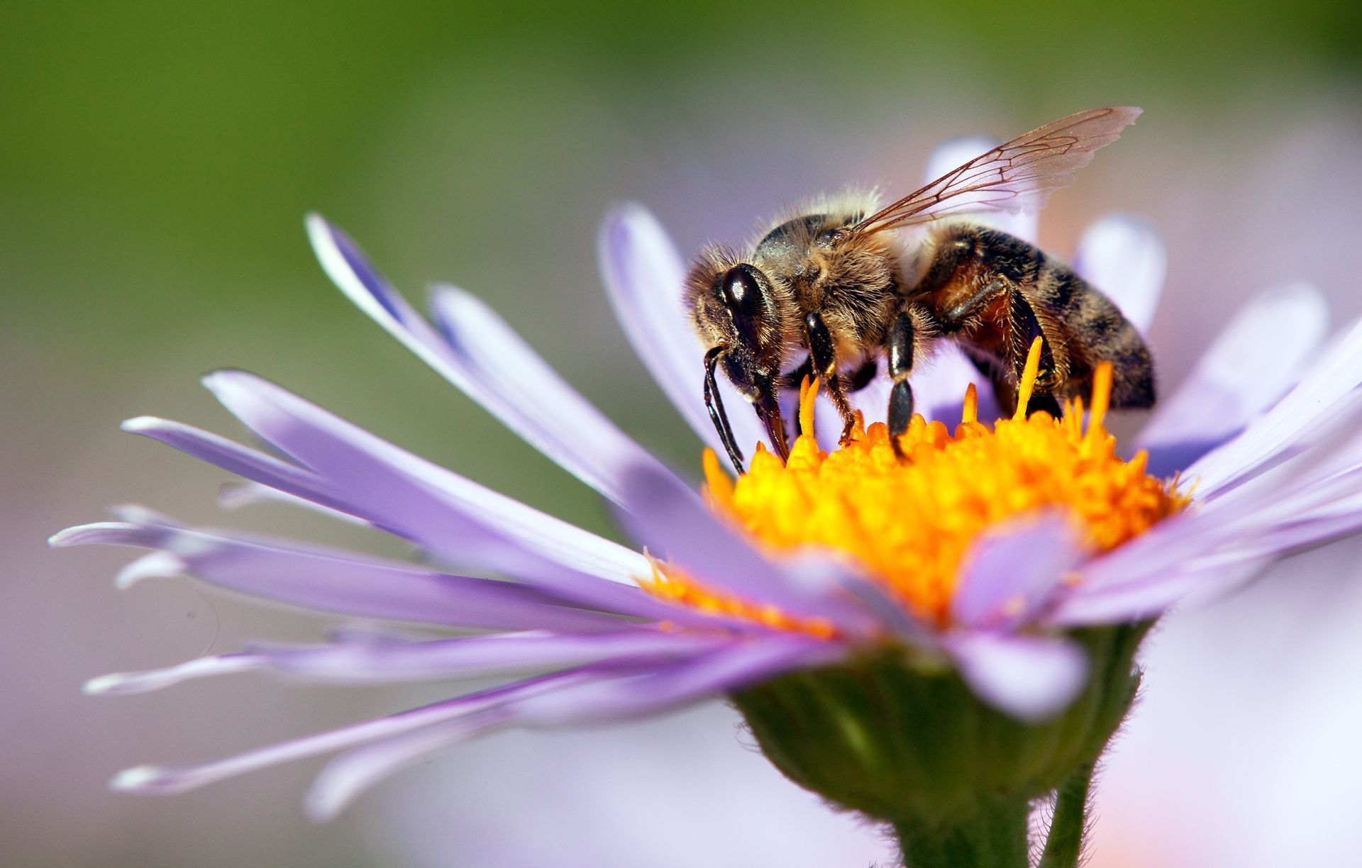 19-extraordinary-facts-about-pollination