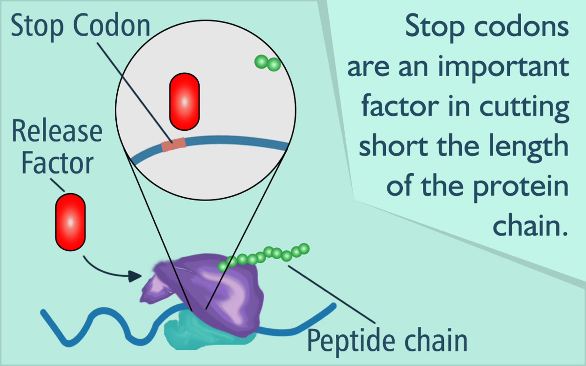 19-extraordinary-facts-about-stop-codon