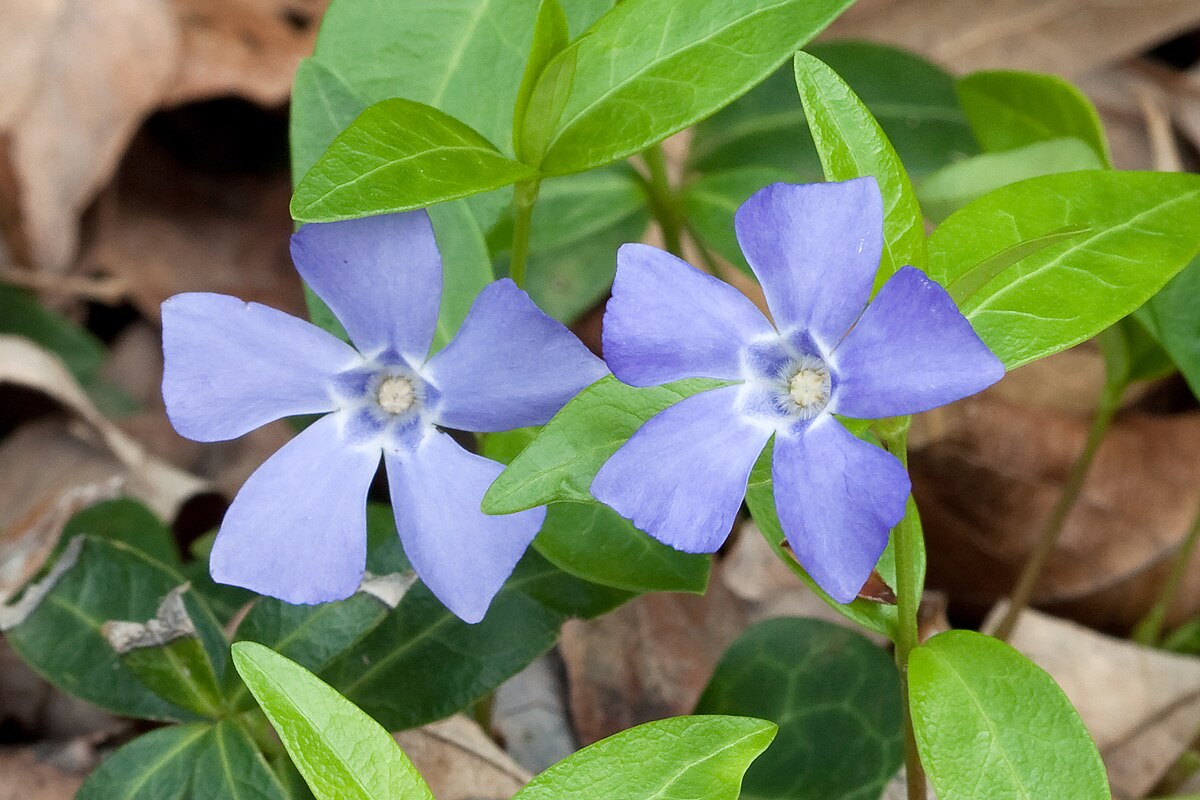19-extraordinary-facts-about-vinca