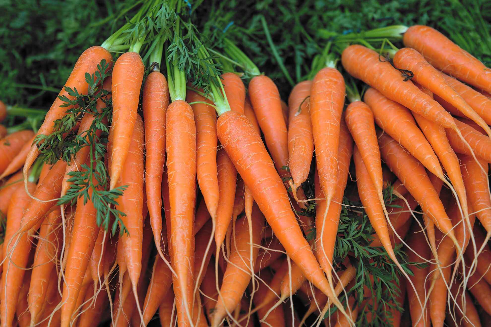 19-facts-about-carrot