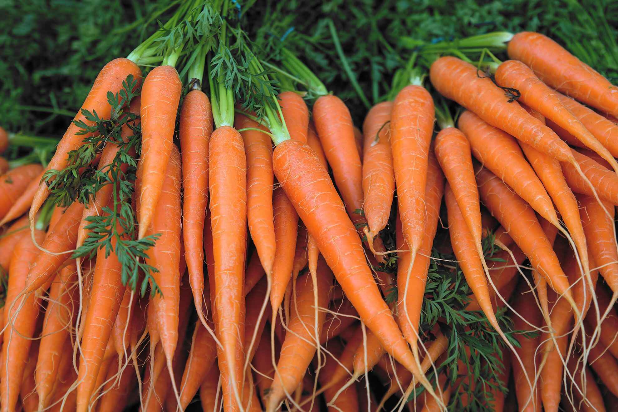 24 Types Of Edible Roots Facts 24 Types Of Edible Roots Facts
