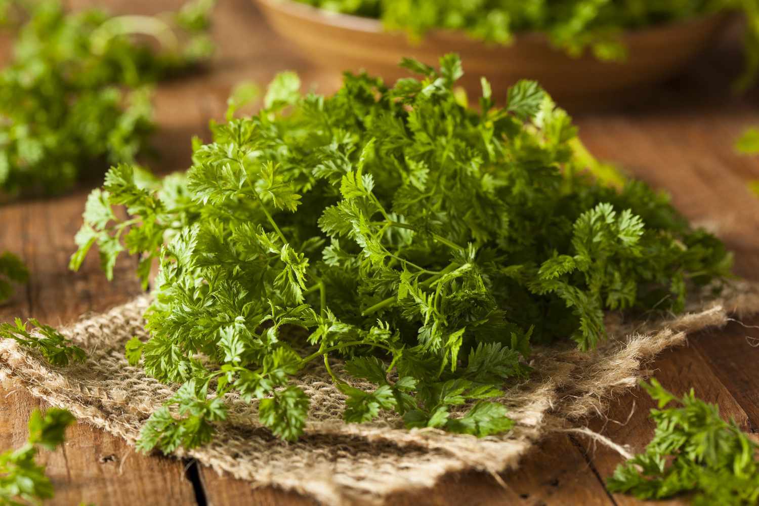 19-facts-about-chervil