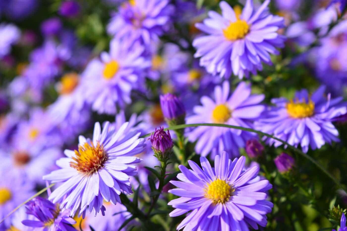 19-fascinating-facts-about-alpine-aster