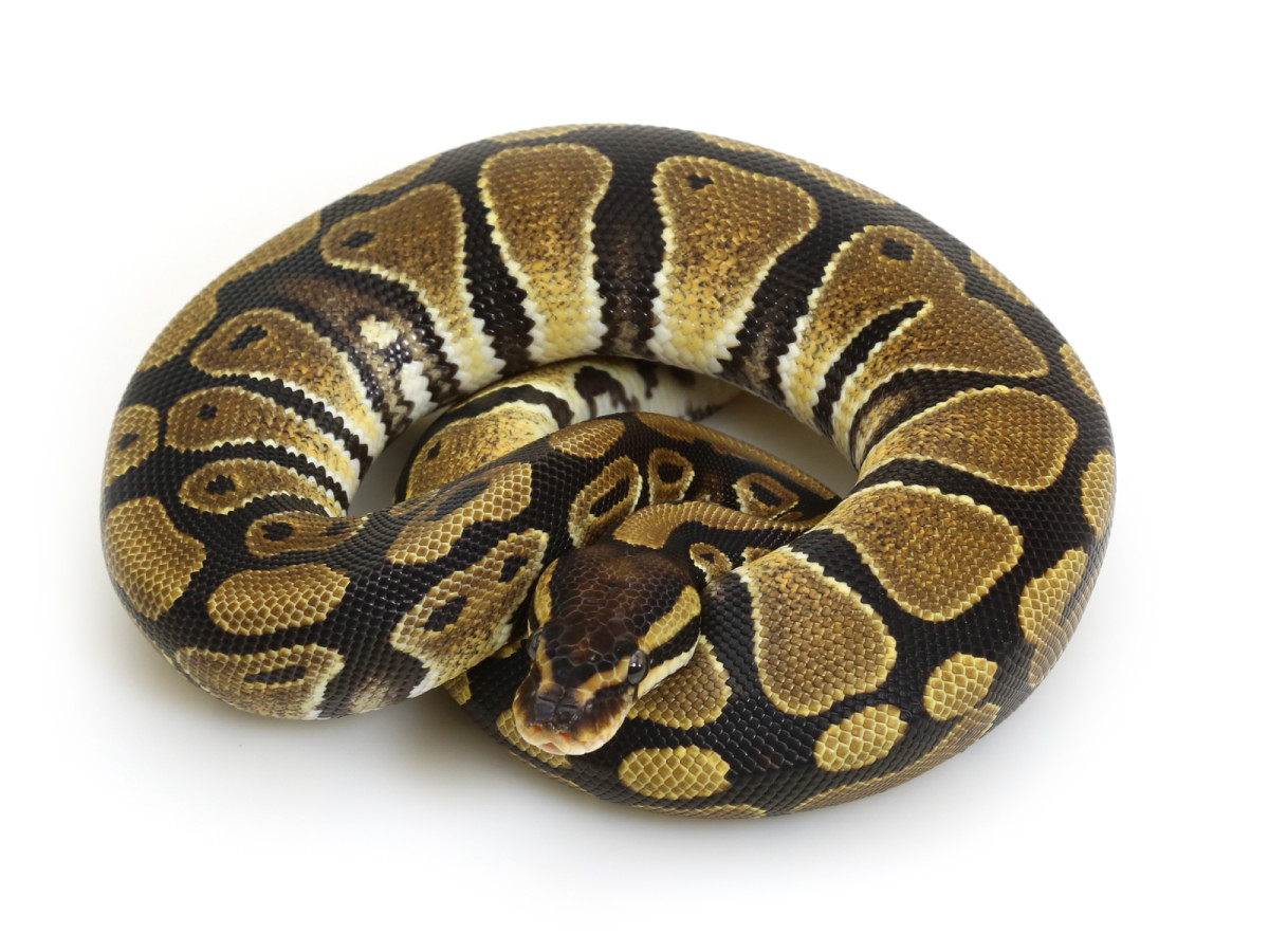 19-fascinating-facts-about-ball-python