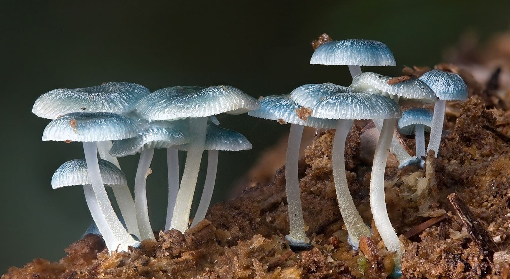 19-fascinating-facts-about-decomposers