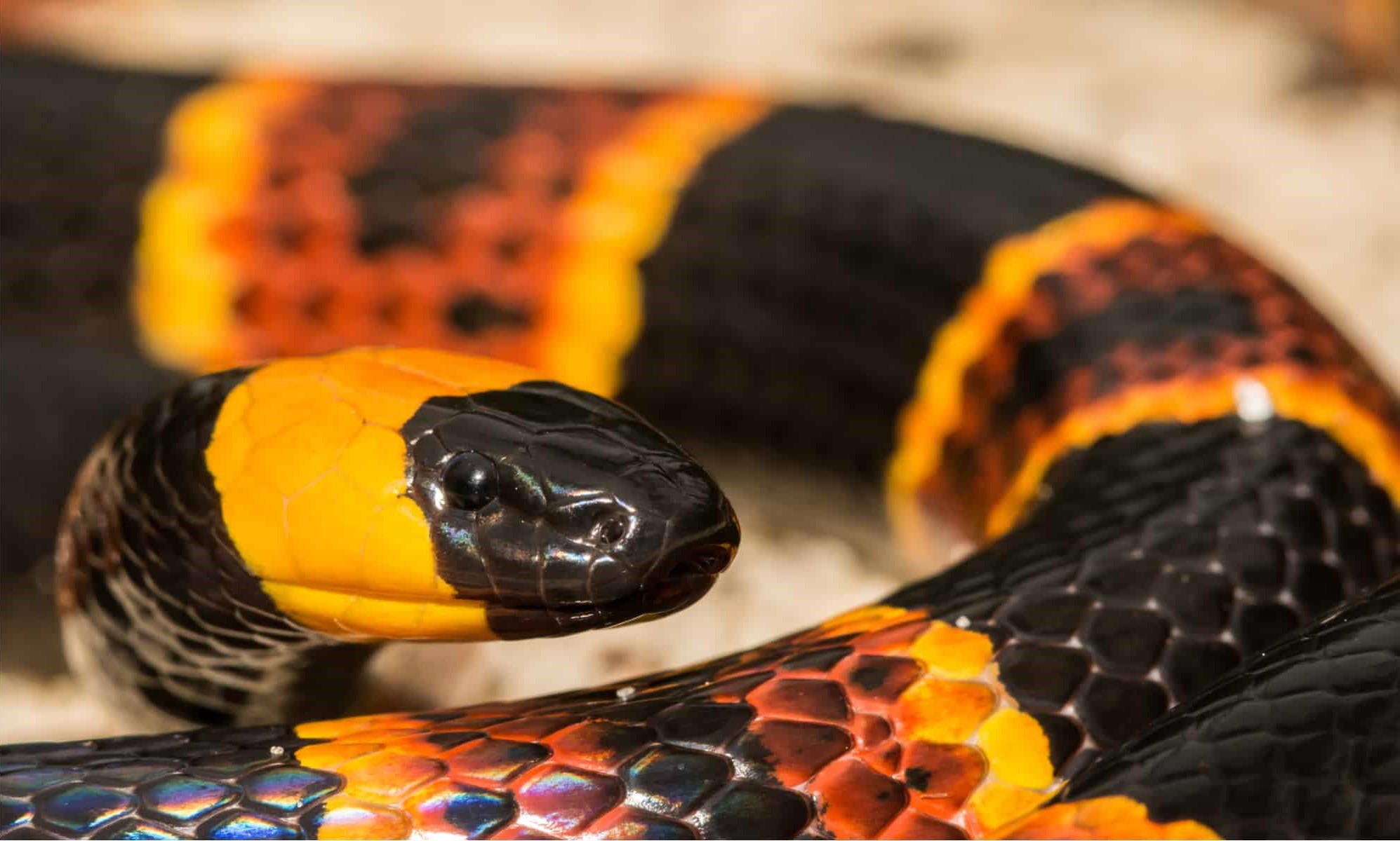 19-fascinating-facts-about-eastern-coral-snake