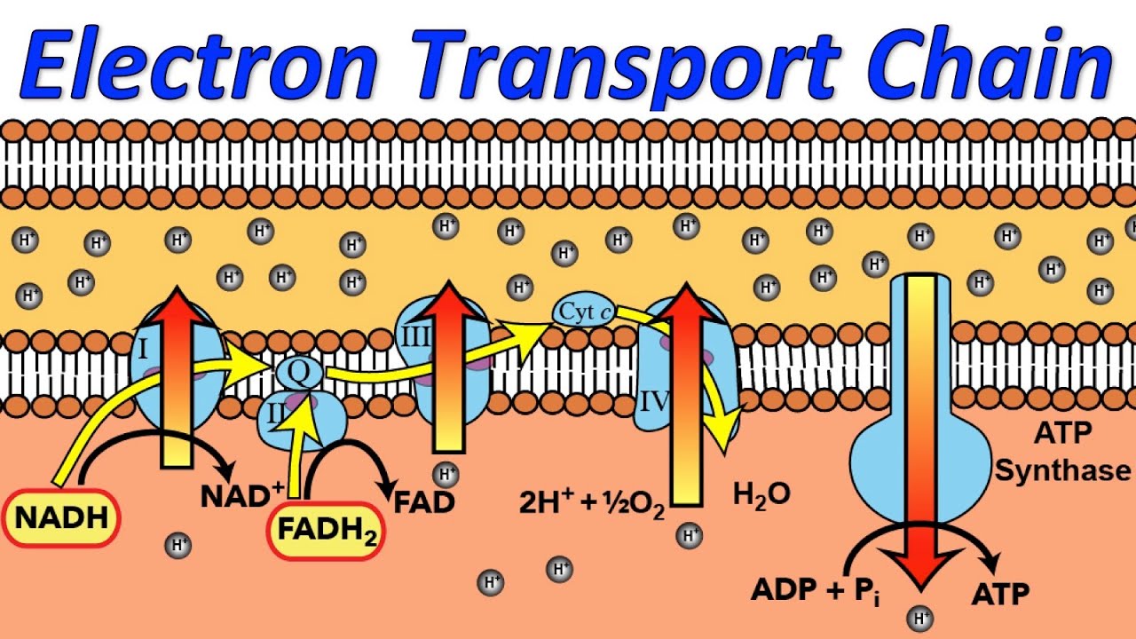 19-fascinating-facts-about-electron-transport-chain