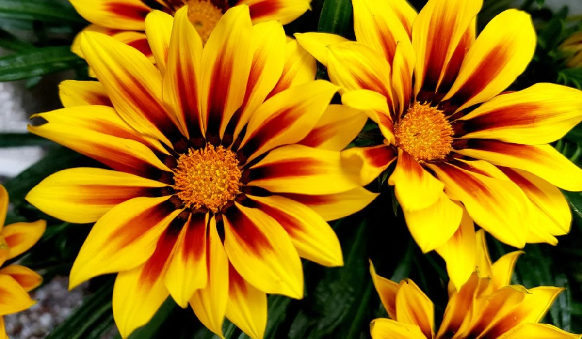 19-fascinating-facts-about-gazania