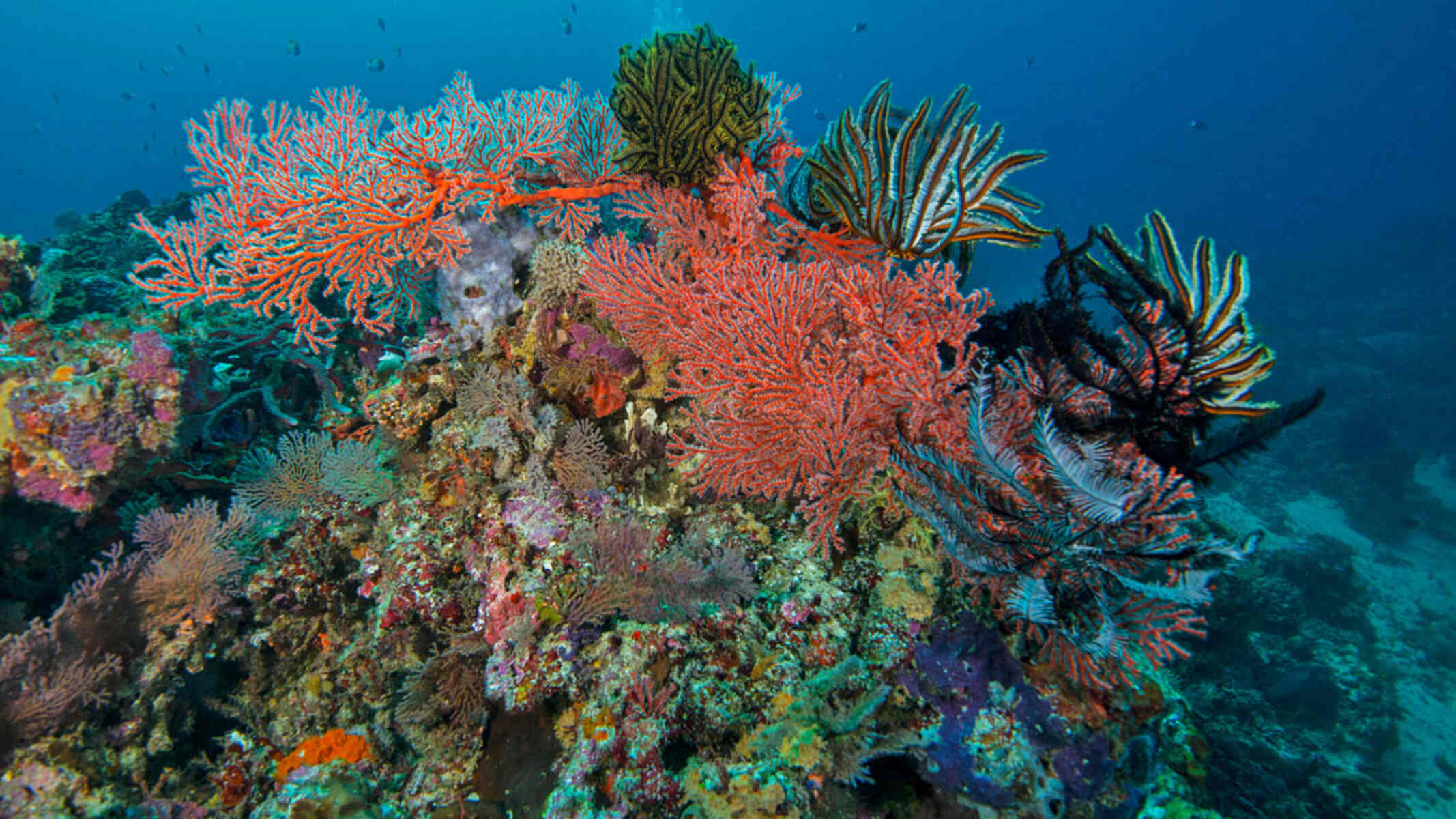 19-fascinating-facts-about-gili-islands-reefs