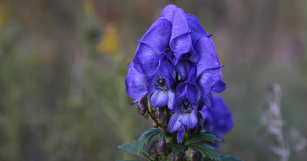 19-fascinating-facts-about-monkshood