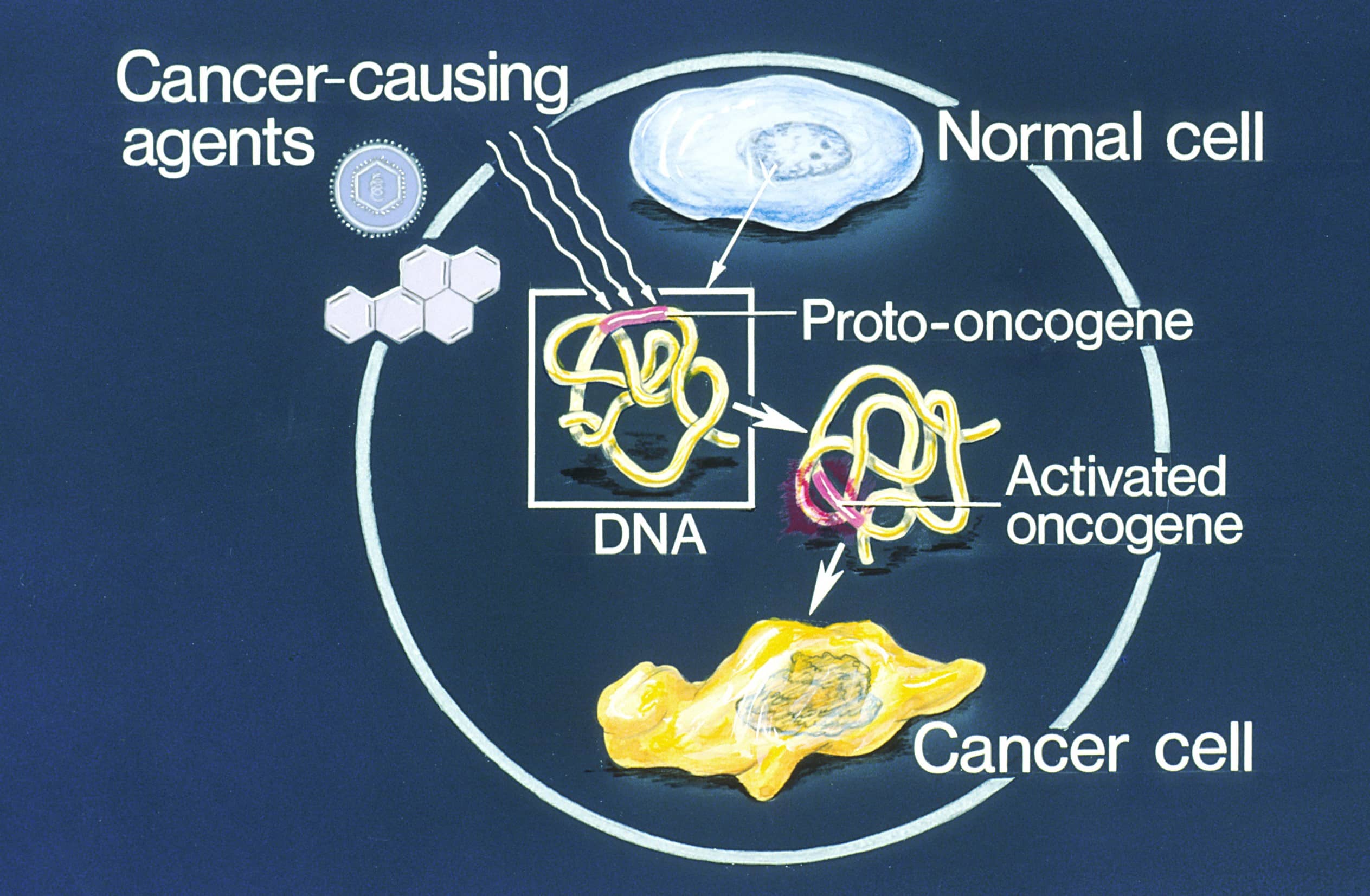 19-fascinating-facts-about-oncogenes