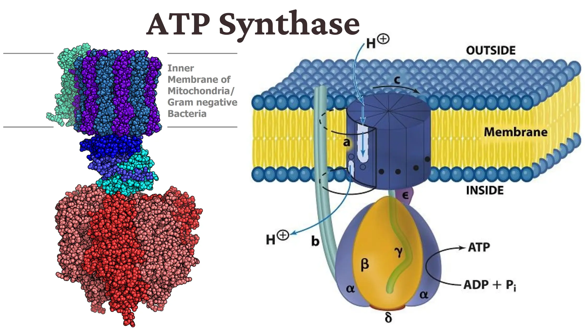 19 Intriguing Facts About Atp Synthase Facts