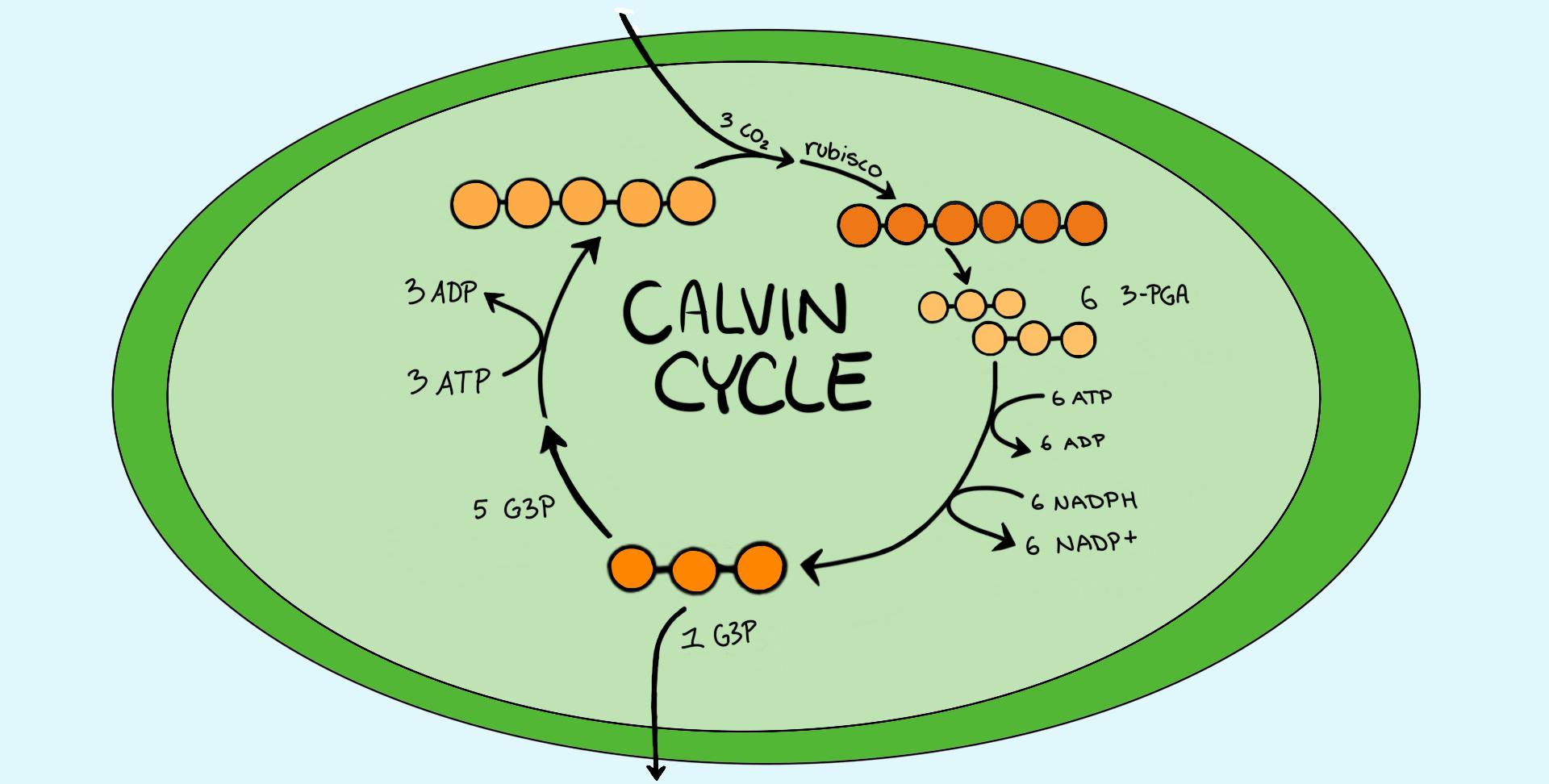 19-intriguing-facts-about-calvin-cycle