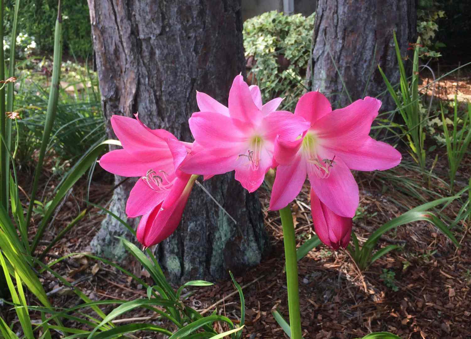 19-intriguing-facts-about-crinum-lily