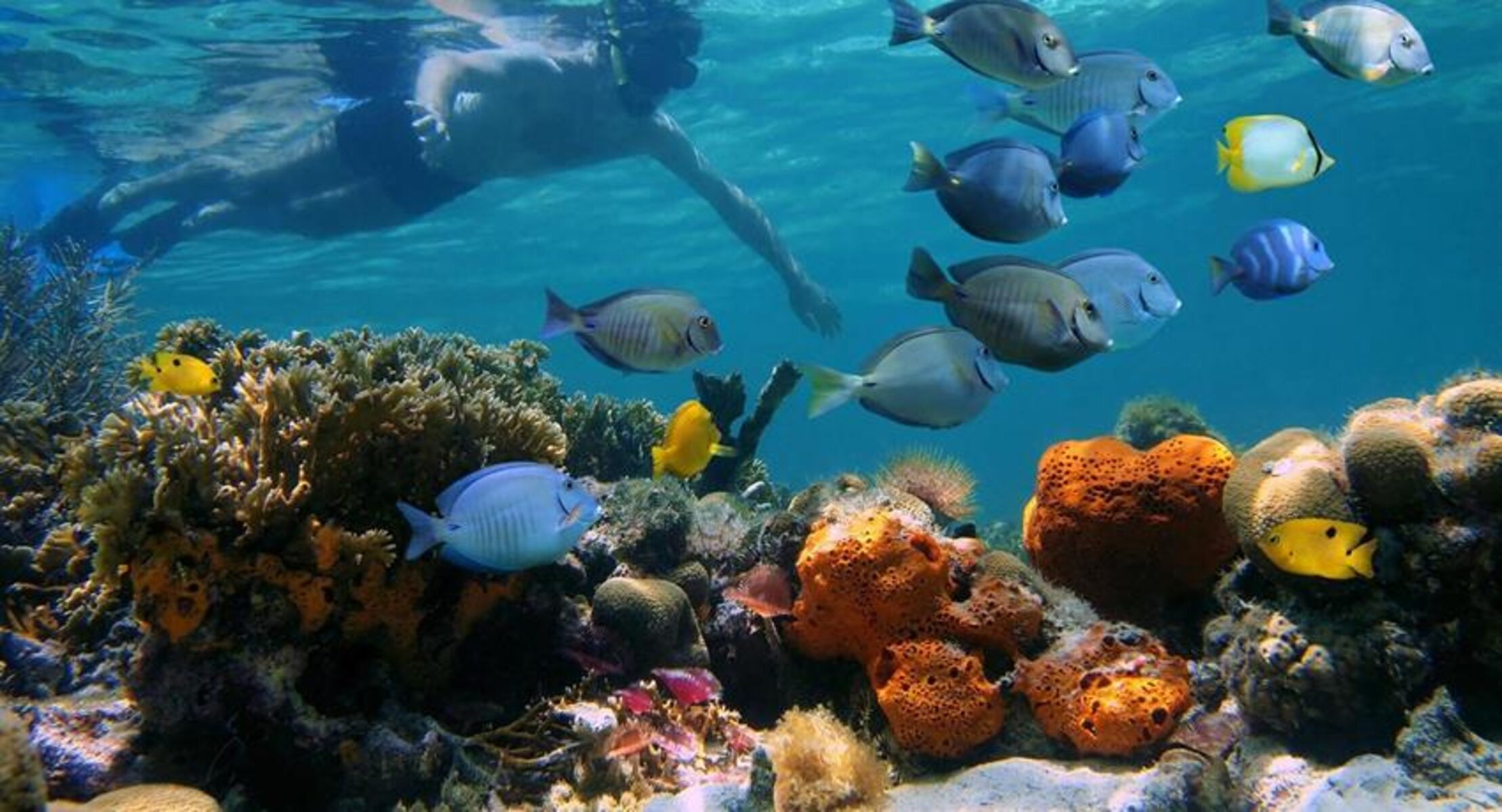 19-intriguing-facts-about-isla-bastimentos-national-marine-park