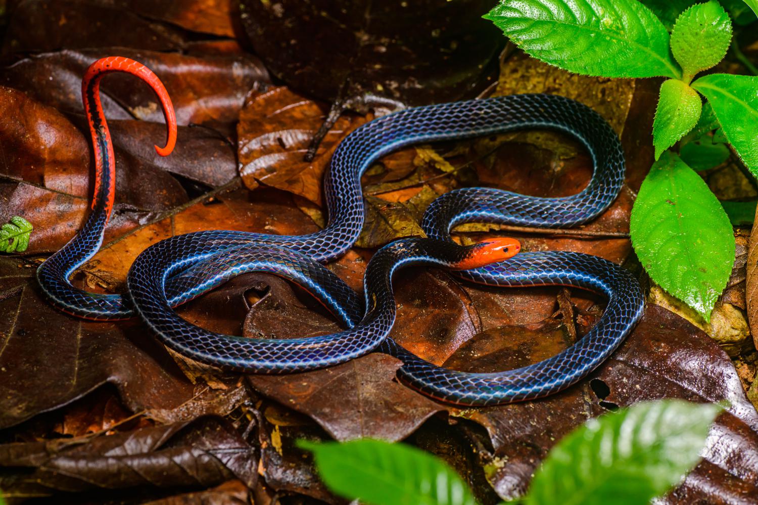 19-intriguing-facts-about-malayan-blue-coral-snake