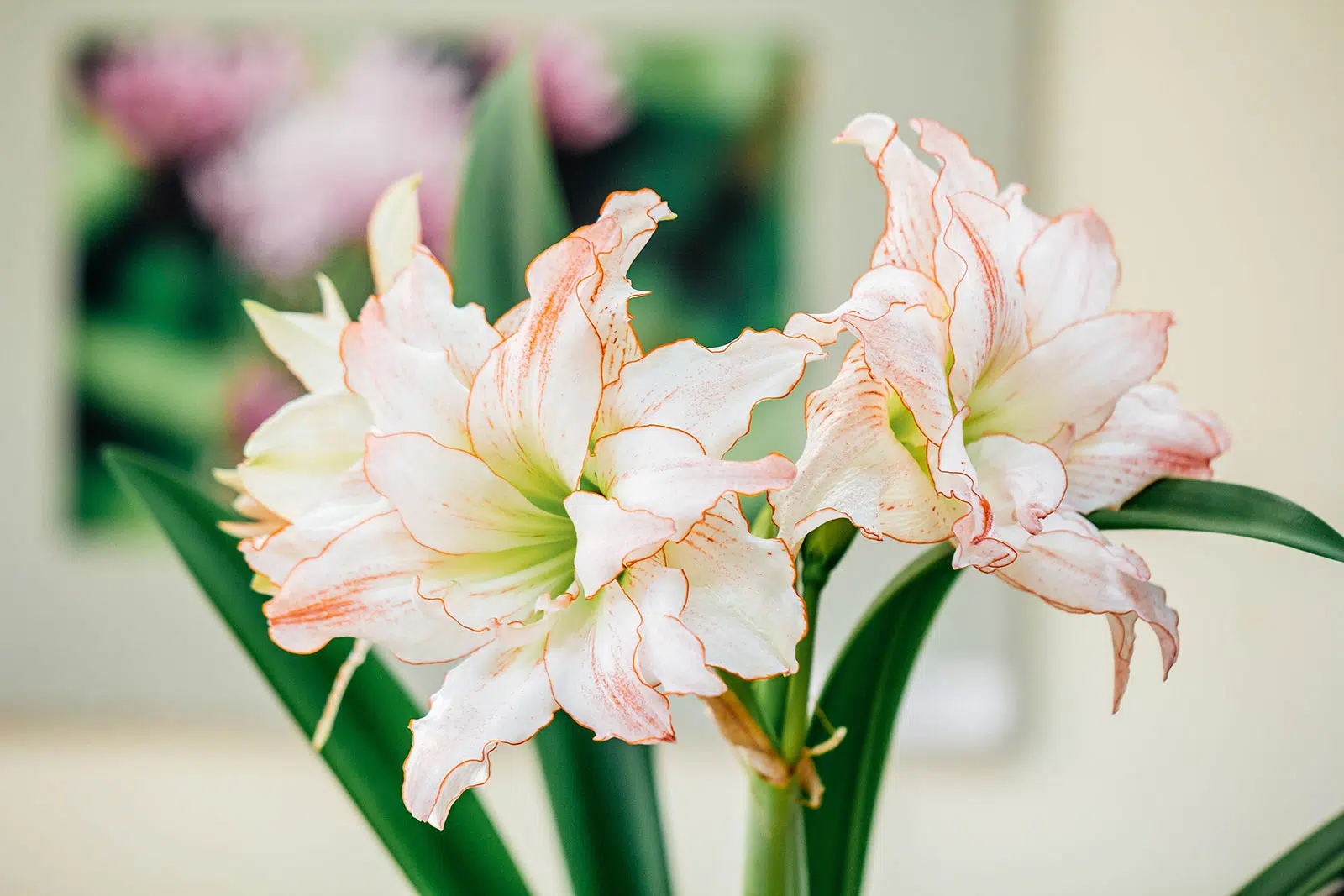 19-mind-blowing-facts-about-amaryllis