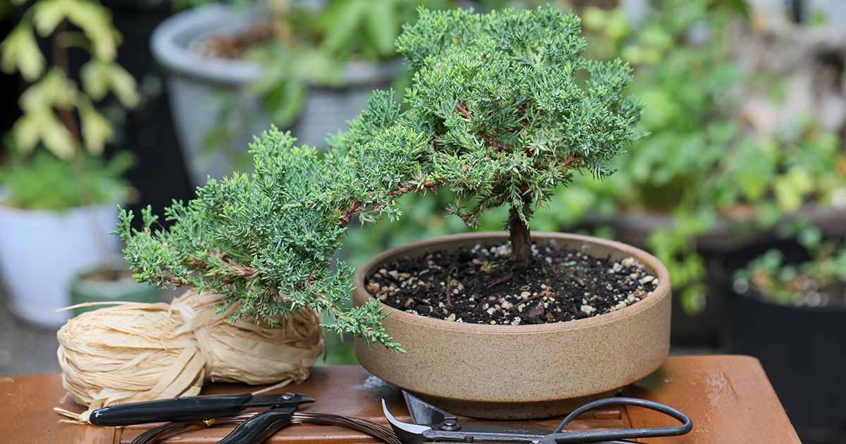 19-mind-blowing-facts-about-bonsai-cultivation