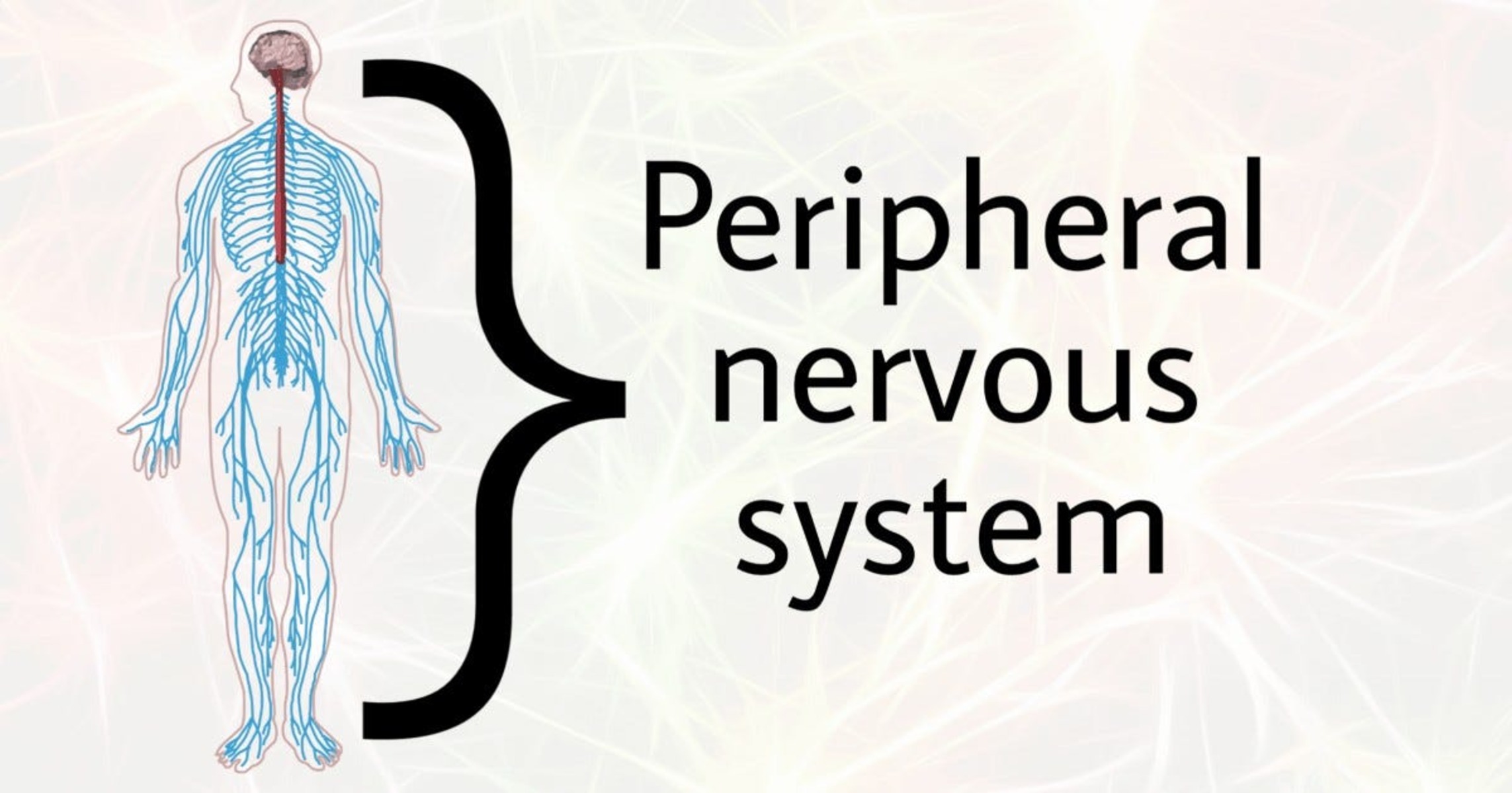 19-mind-blowing-facts-about-peripheral-nervous-system