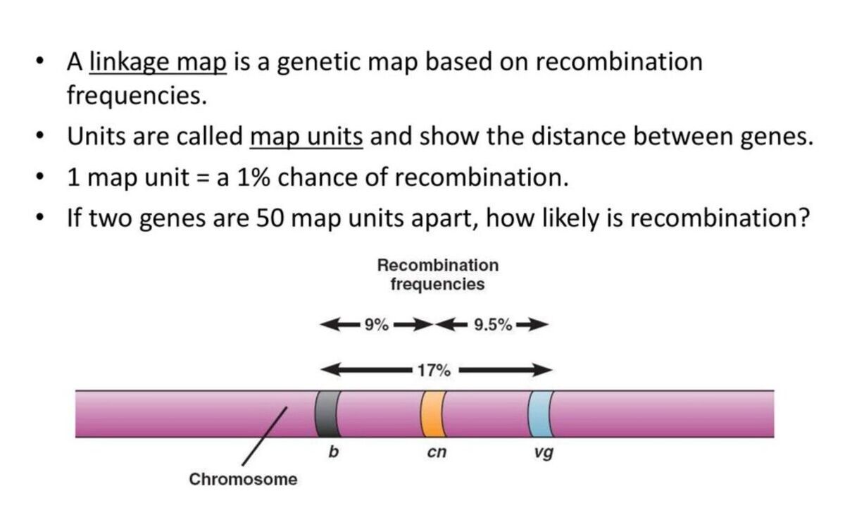 19-mind-blowing-facts-about-recombination-frequency