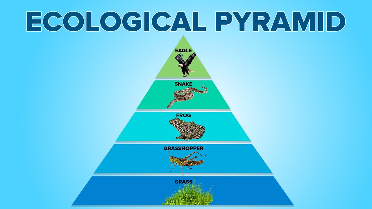 19-surprising-facts-about-ecological-pyramids