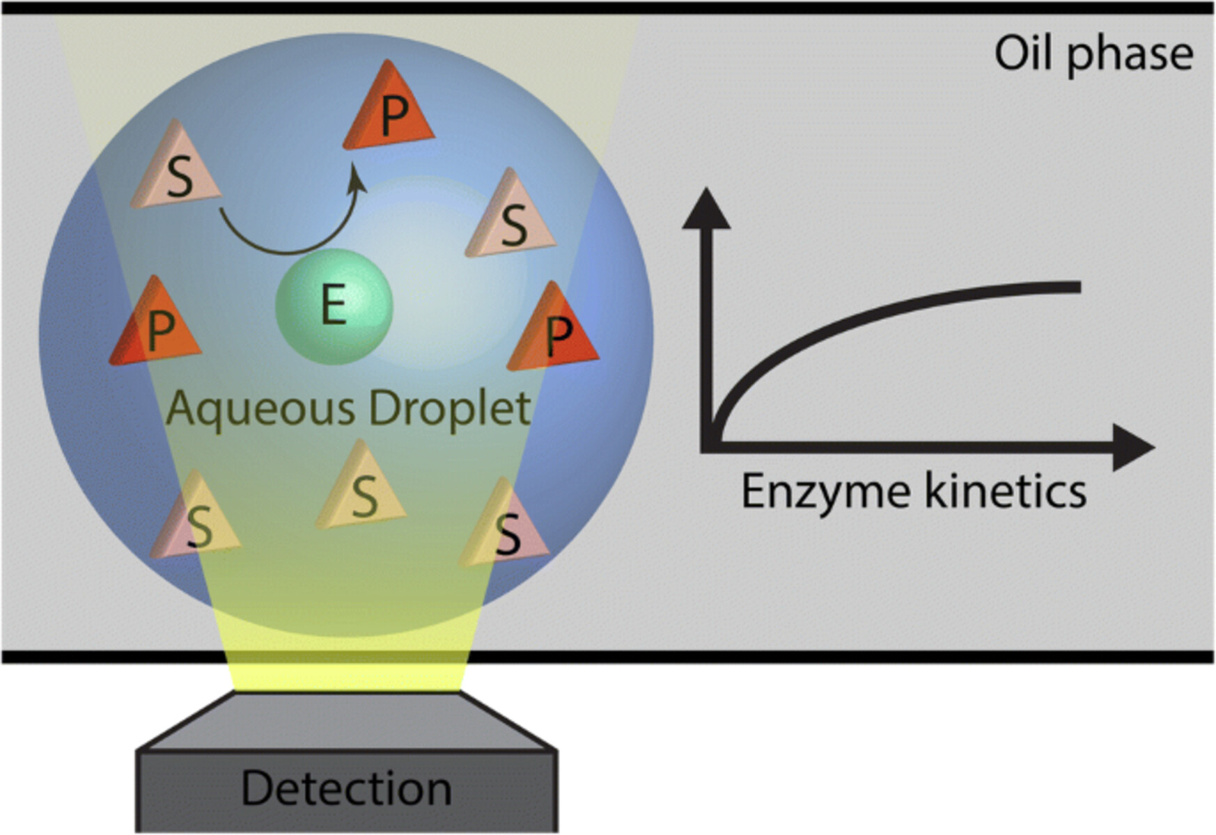 19-surprising-facts-about-enzyme-kinetics