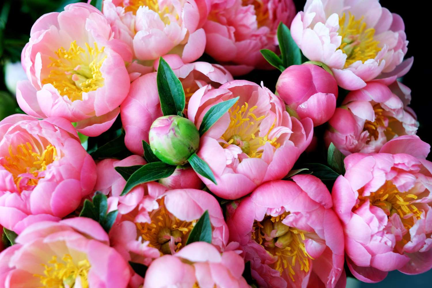 19-surprising-facts-about-peony