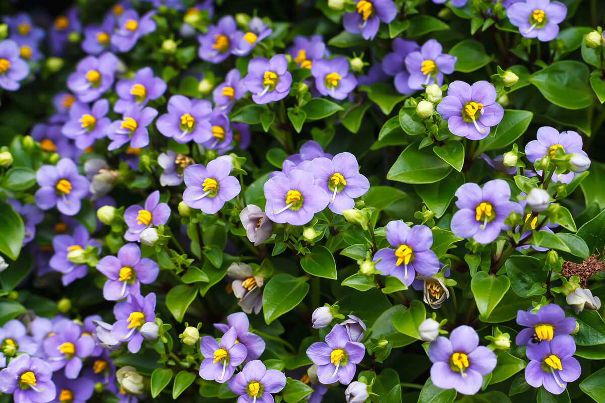 19-surprising-facts-about-persian-violet