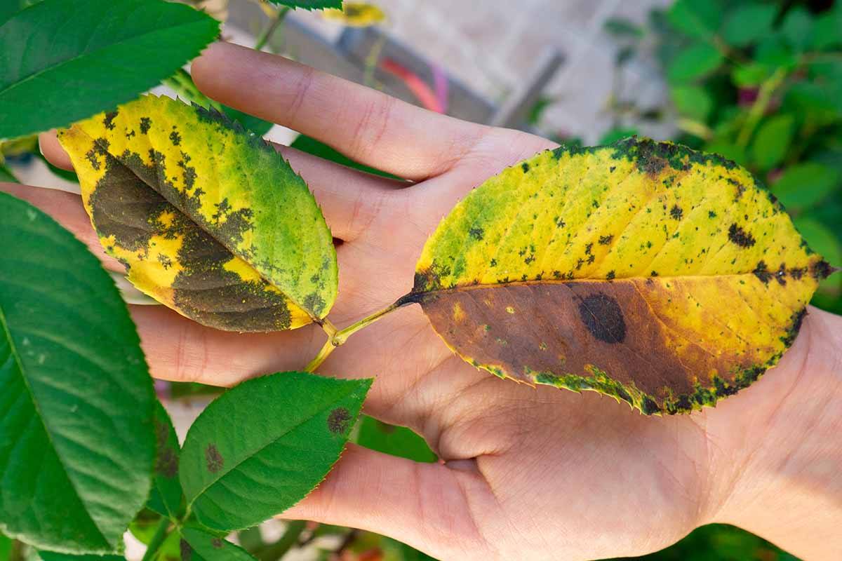 19-surprising-facts-about-plant-diseases