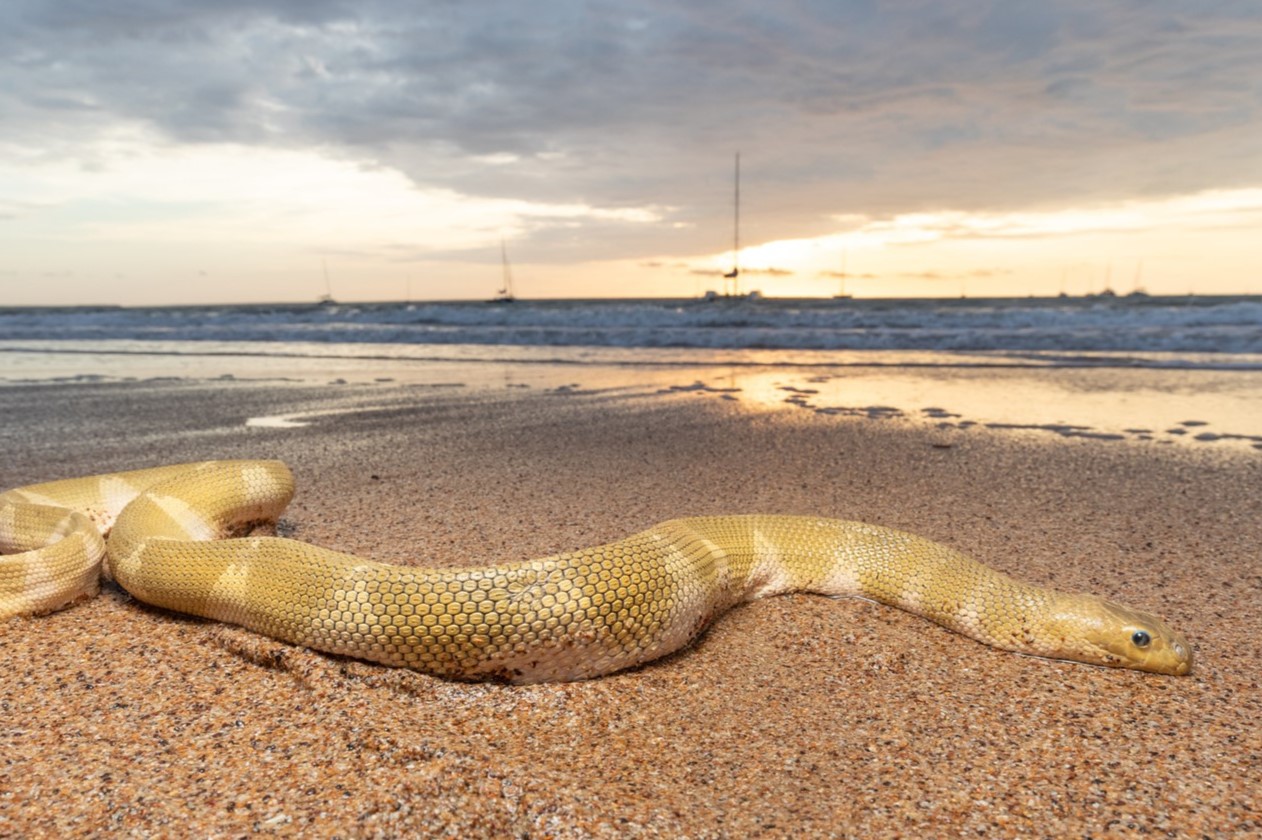 19-surprising-facts-about-spine-bellied-sea-snake