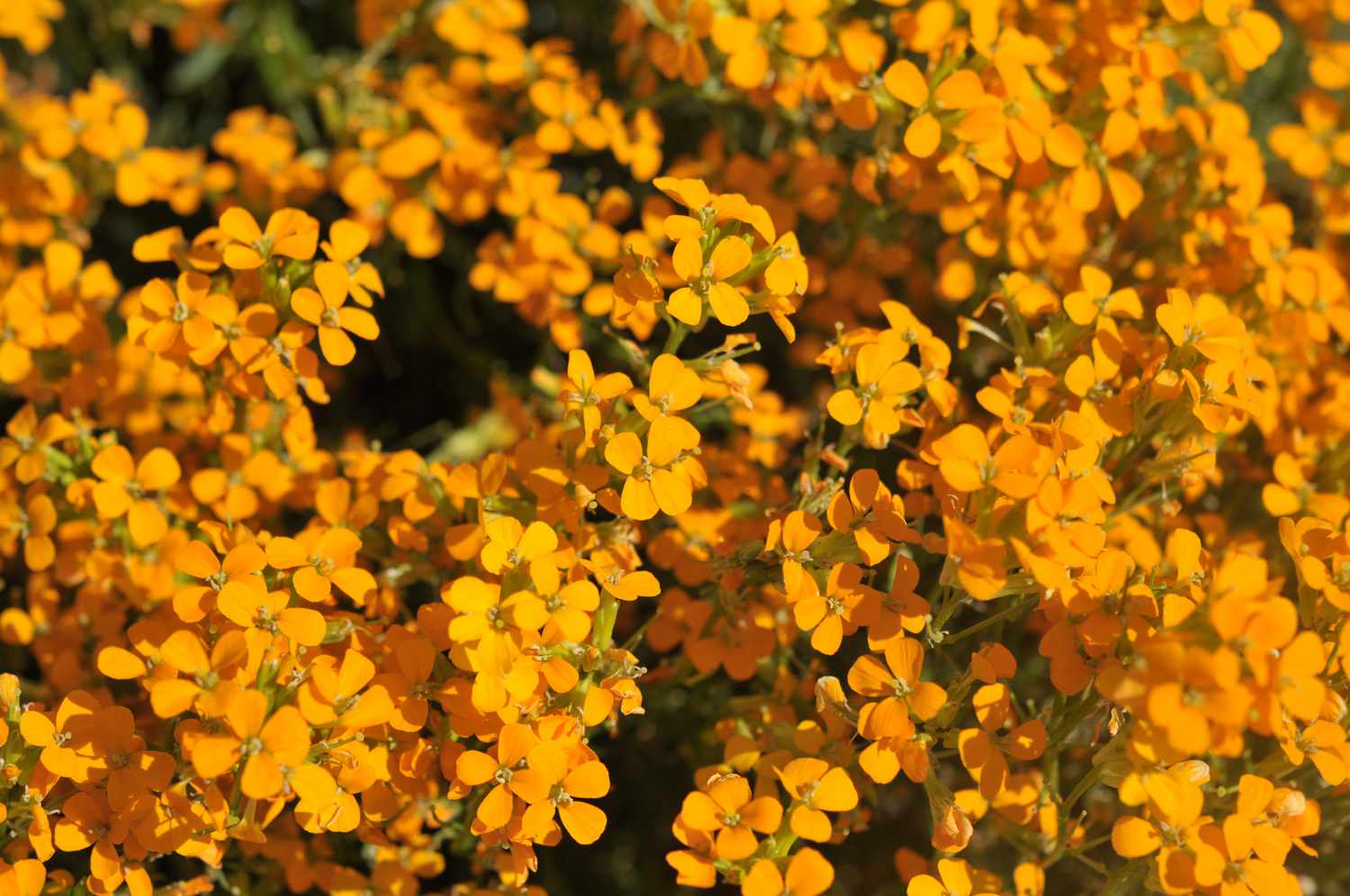 19-surprising-facts-about-wallflower
