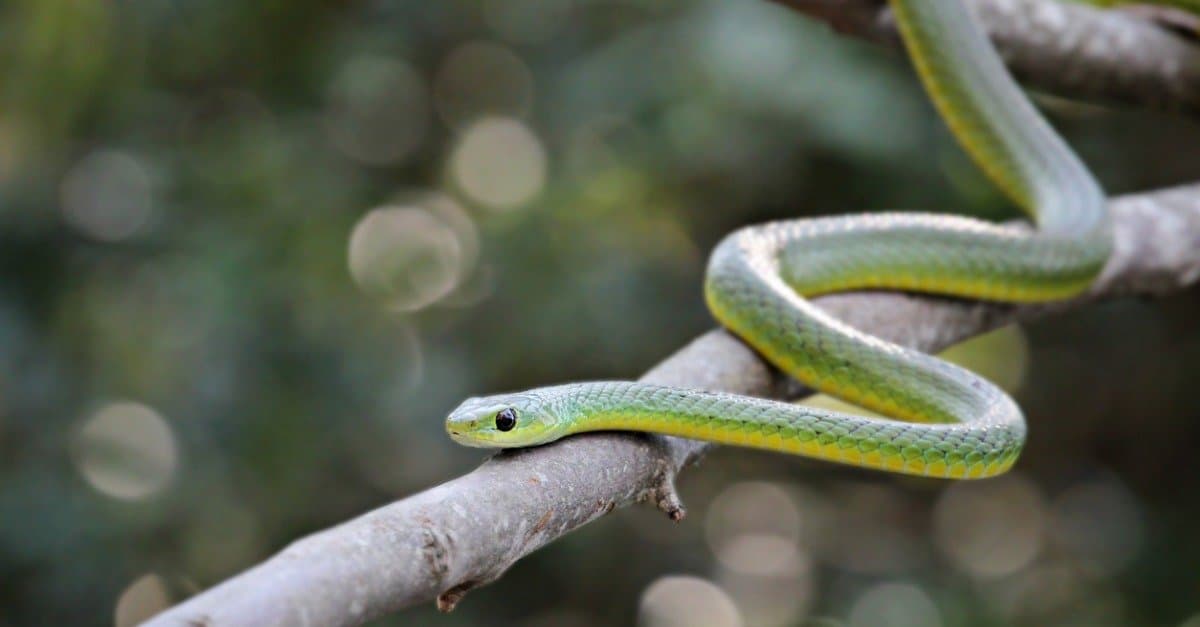 20-astonishing-facts-about-boomslang