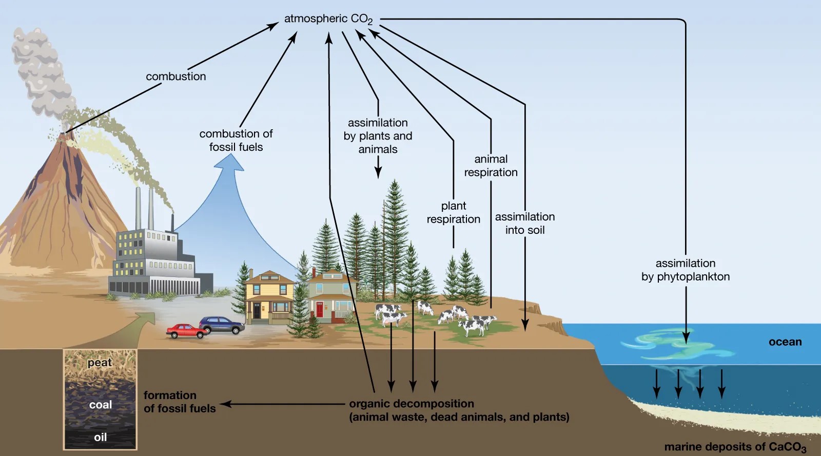 20-astounding-facts-about-biogeochemical-cycle