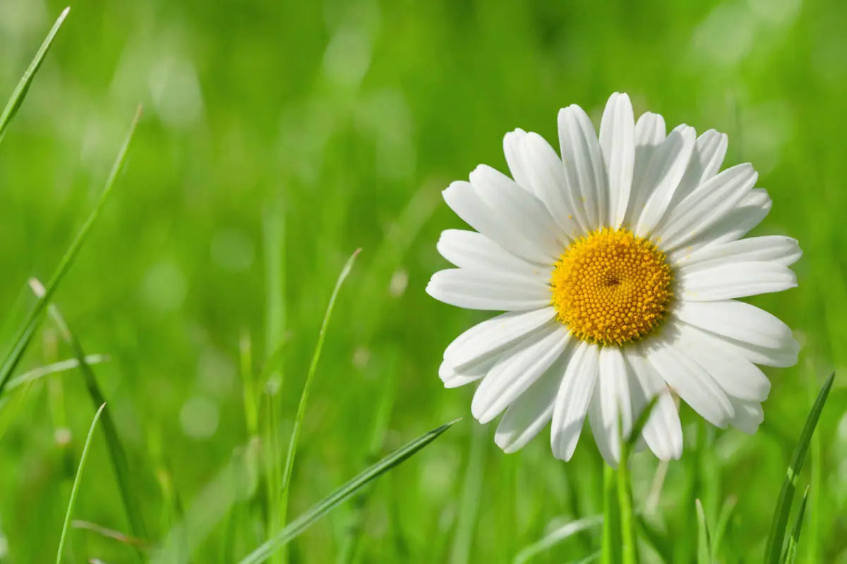 20-astounding-facts-about-daisy