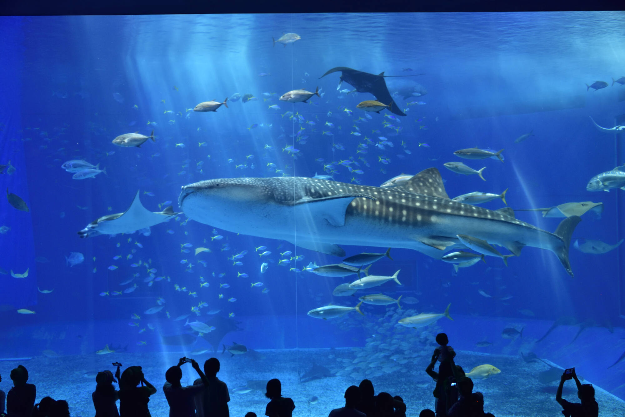 20-astounding-facts-about-okinawa-churaumi-aquarium