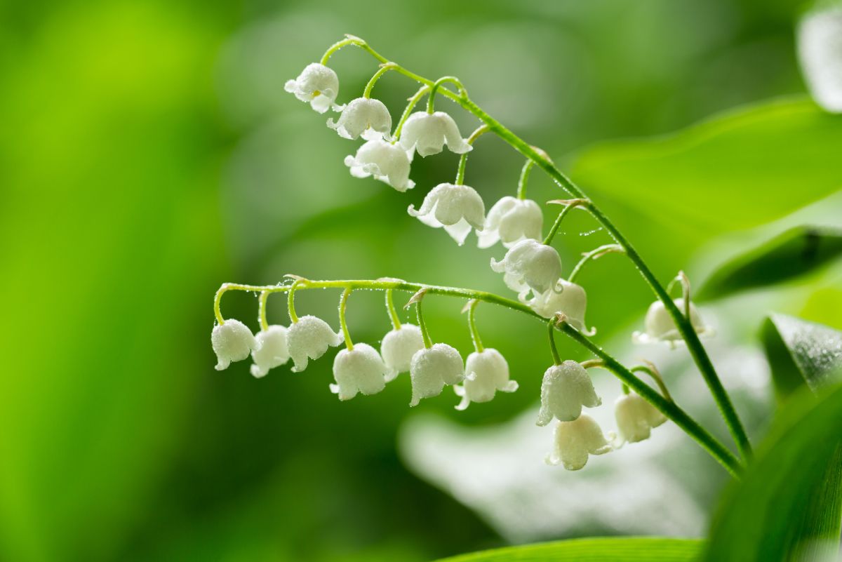 20-captivating-facts-about-lily-of-the-valley