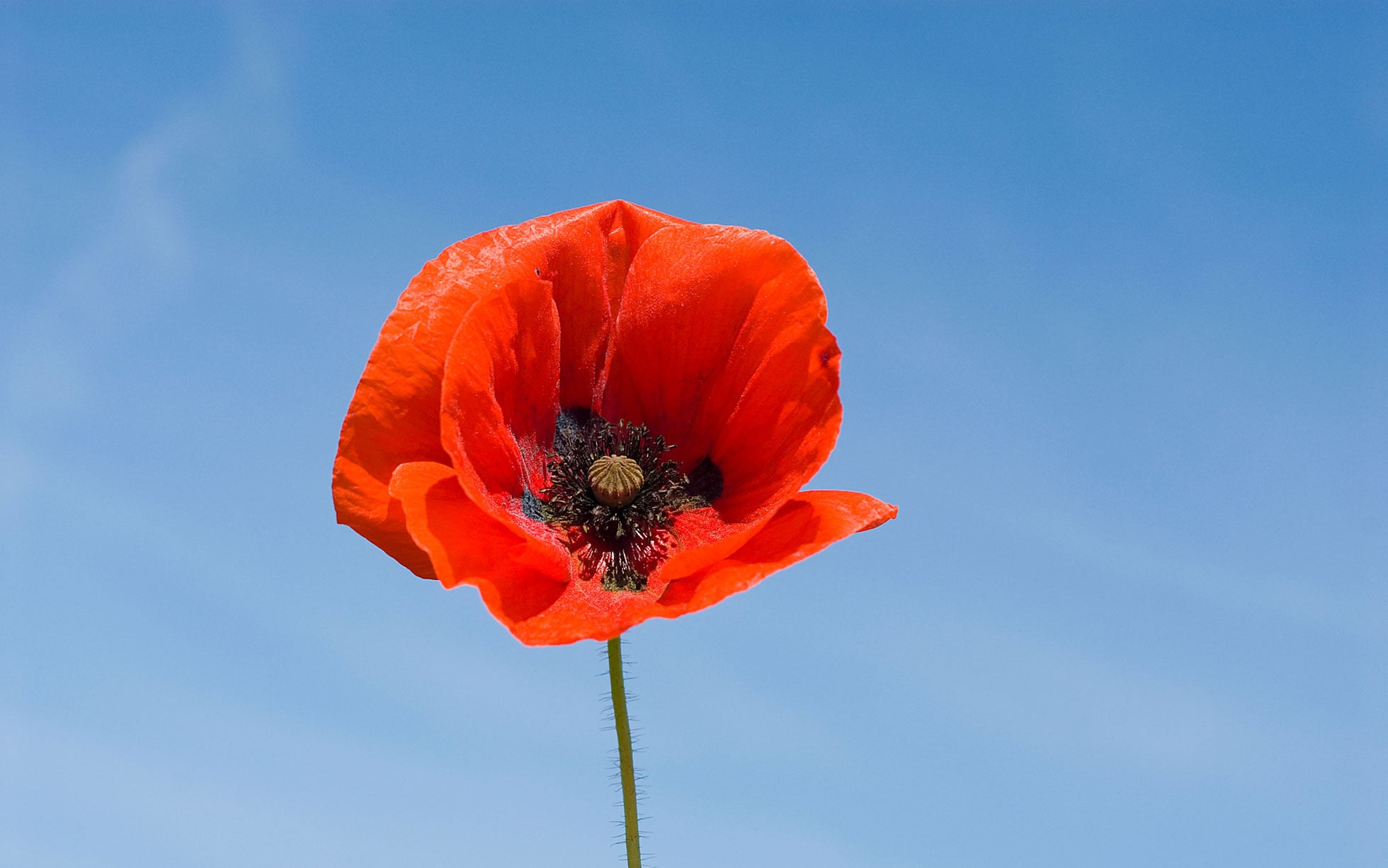 20-captivating-facts-about-oriental-poppy