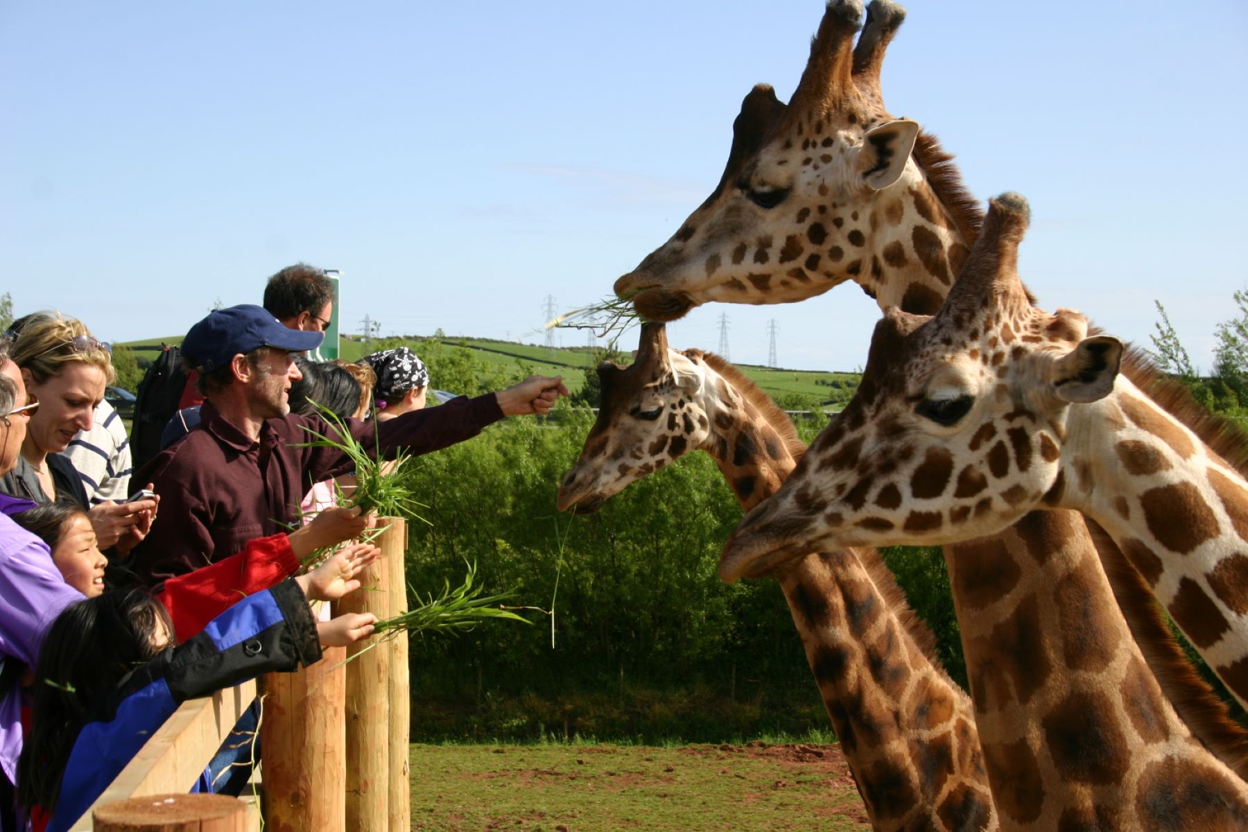 20-captivating-facts-about-south-lakes-safari-zoo