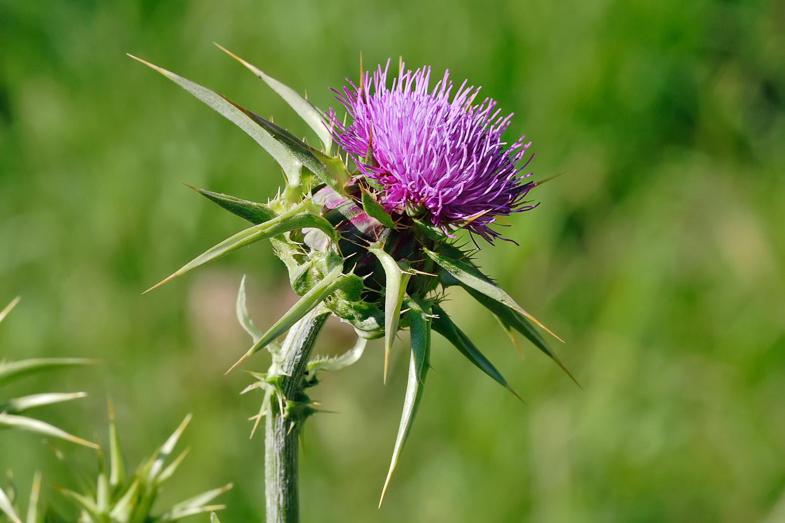 20-captivating-facts-about-thistle