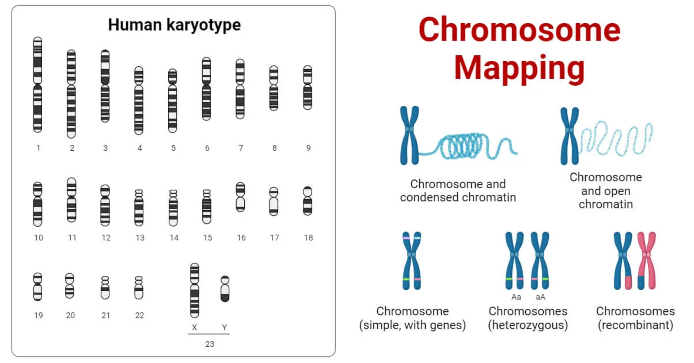 20-enigmatic-facts-about-chromosome-mapping