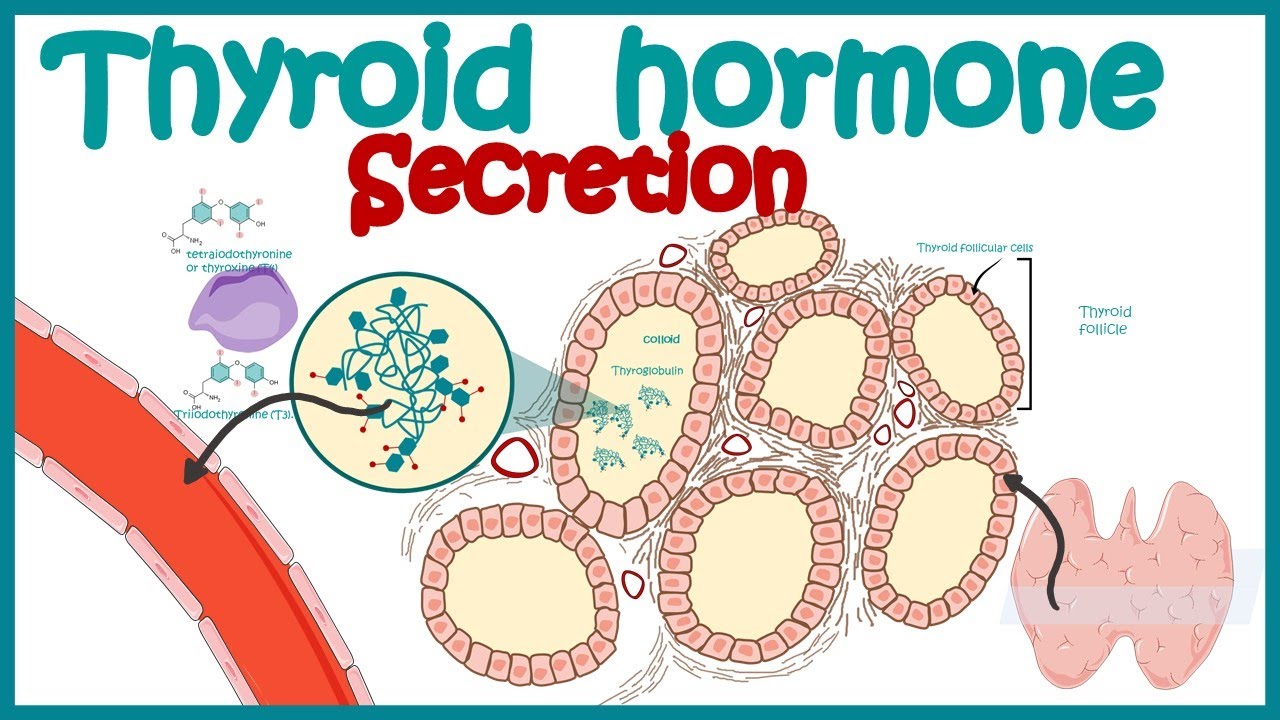 20-enigmatic-facts-about-hormone-secretion