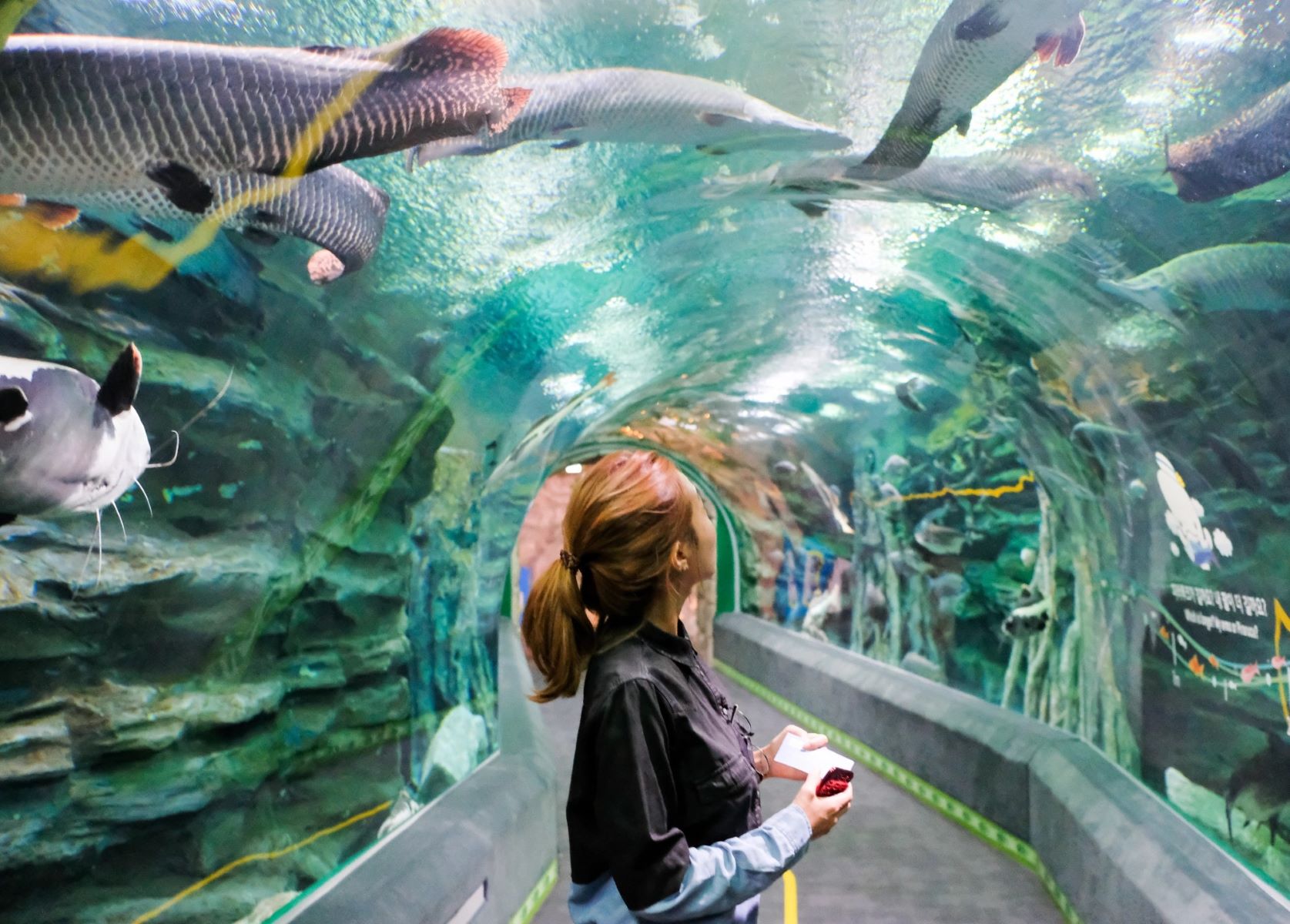 20-enigmatic-facts-about-lotte-world-aquarium